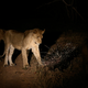 Illustration for article titled Watch As A Lone Porcupine Fends Off 17 Lions